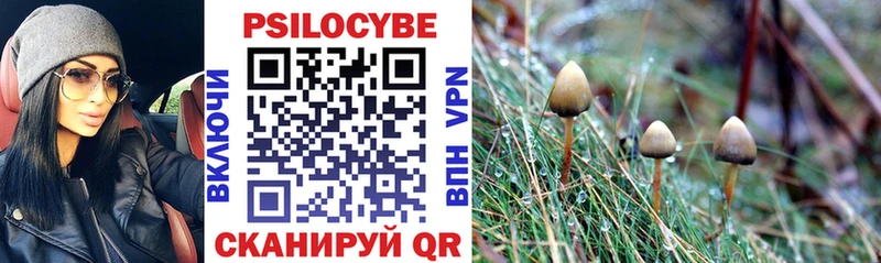 Галлюциногенные грибы Psilocybe  магазин продажи   Баймак 